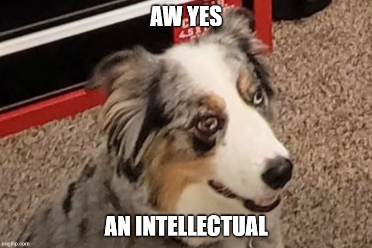 Silly Dog Meme